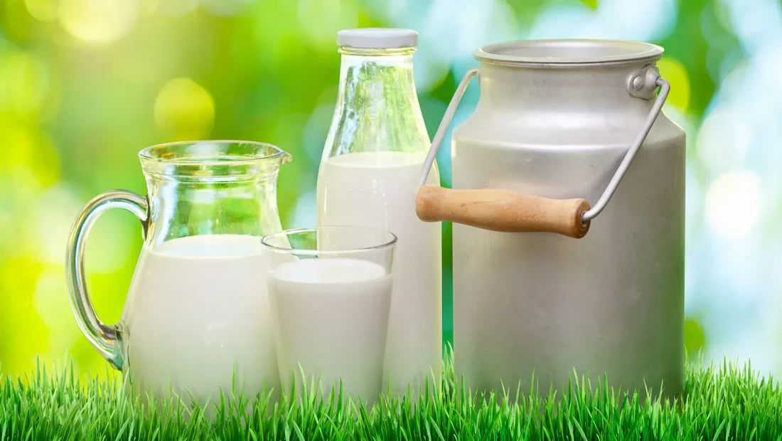 Unveiling the Benefits of Whole Milk
